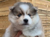 3 chiots Pomsky F3 non LOF à réserver, nés en mars 2026