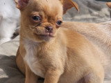 Chiot femelle Chihuahua non LOF à vendre