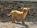 Chiot femelle Chihuahua non LOF à vendre