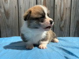Réservation 4 chiots Welsh Corgi Pembroke non LOF mars 2026