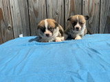 Réservation 4 chiots Welsh Corgi Pembroke non LOF mars 2026