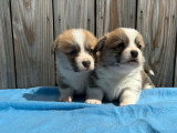 Réservation 4 chiots Welsh Corgi Pembroke non LOF mars 2026
