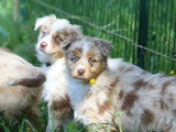 Trois chiots femelles Berger Australien LOF nées en février 2026 à vendre