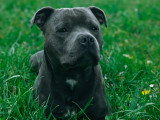 Mâle Staffordshire Bull Terrier disponible pour saillie