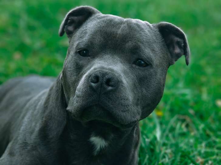 Mâle Staffordshire Bull Terrier LOF disponible pour saillie Paris/Île de france