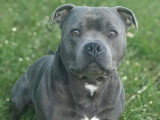 Mâle Staffordshire Bull Terrier LOF disponible pour saillie Paris/Île de france