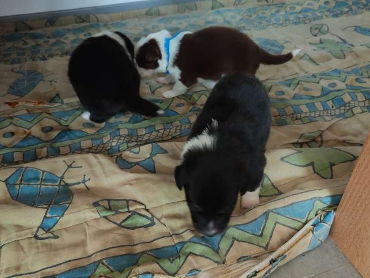 Chiots Berger Australien à réserver