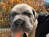 4 chiots Cane Corso de mars 2026 à réserver LOF