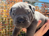 4 chiots Cane Corso de mars 2026 à réserver LOF
