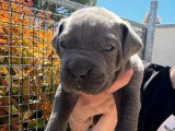 4 chiots Cane Corso de mars 2026 à réserver LOF