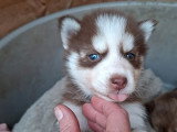 Deux chiots Pomsky non LOF yeux bleus à vendre, nés en mai 2026