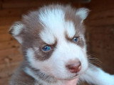 Deux chiots Pomsky non LOF yeux bleus à vendre, nés en mai 2026