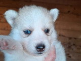 Deux chiots Pomsky non LOF yeux bleus à vendre, nés en mai 2026