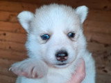 Deux chiots Pomsky non LOF yeux bleus à vendre, nés en mai 2026