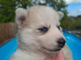 Deux chiots Pomsky non LOF yeux bleus à vendre, nés en mai 2026