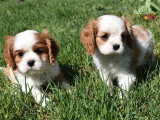4 chiots Cavalier King Charles LOF nés en février 2026 à vendre