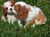 4 chiots Cavalier King Charles LOF nés en février 2026 à vendre