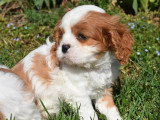 4 chiots Cavalier King Charles LOF nés en février 2026 à vendre