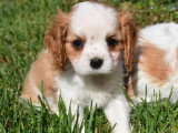 4 chiots Cavalier King Charles LOF nés en février 2026 à vendre