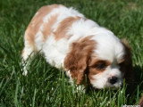 4 chiots Cavalier King Charles LOF nés en février 2026 à vendre