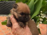 Deux chiots mâles Spitz nains à réserver non LOF nés mars 2026