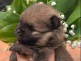 Deux chiots mâles Spitz nains à réserver non LOF nés mars 2026