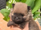 Deux chiots mâles Spitz nains à réserver non LOF nés mars 2026