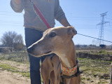 Belen, Galgo Espagnol au cœur tendre à adopter en association