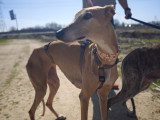 Belen, Galgo Espagnol au cœur tendre à adopter en association