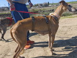 Belen, Galgo Espagnol au cœur tendre à adopter en association