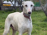 Lima, douce Galga en quête de confiance à adopter en association