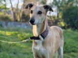 Menta, petite perle Galgo Espagnol au grand coeur à adopter en association