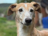 Mojio, beau Galgo mâle, élégant et attachant, à adopter en association