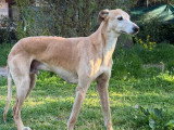 Mojio, beau Galgo mâle, élégant et attachant, à adopter en association