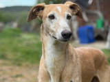 Mojio, beau Galgo mâle, élégant et attachant, à adopter en association