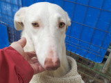 Nut, jeune maman Podenco Andalou à adopter en association