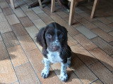 2 magnifiques femelles Springer Spaniel à vendre
