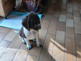 2 magnifiques femelles Springer Spaniel à vendre