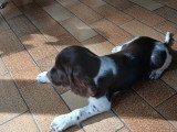 2 magnifiques femelles Springer Spaniel à vendre