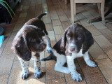 2 magnifiques femelles Springer Spaniel à vendre