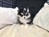 Chiot Pomsky F4 Toy à vendre