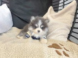 Chiot Pomsky F4 Toy à vendre