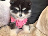 Chiot Pomsky F4 Toy à vendre