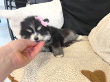 Chiot Pomsky F4 Toy à vendre