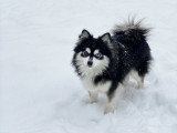 Chiot Pomsky F4 Toy à vendre