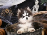 Chiot Pomsky F4 Toy à vendre