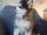 Chiot Pomsky F4 Toy à vendre