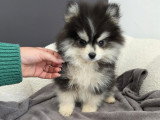 Chiot Pomsky F4 Toy à vendre