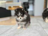Chiot Pomsky F4 Toy à vendre