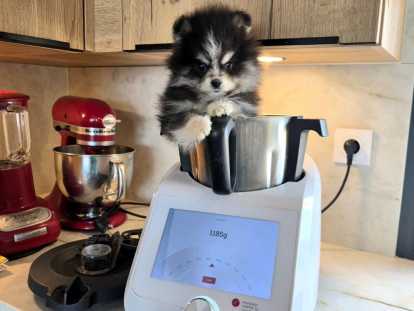 Chiot Pomsky F4 Toy à vendre